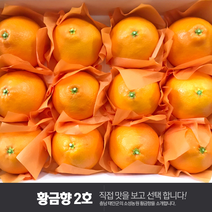 [소성농원]황금향 2호 3kg(11~13과)