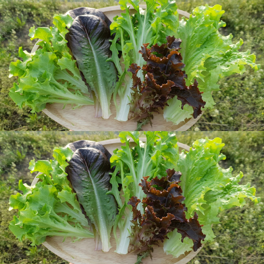()ä 800g/ 800g
