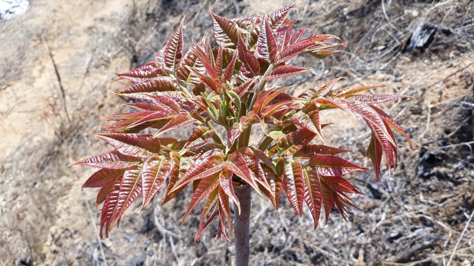 [�����̳׳���] ���׳���(���׼�) 500g