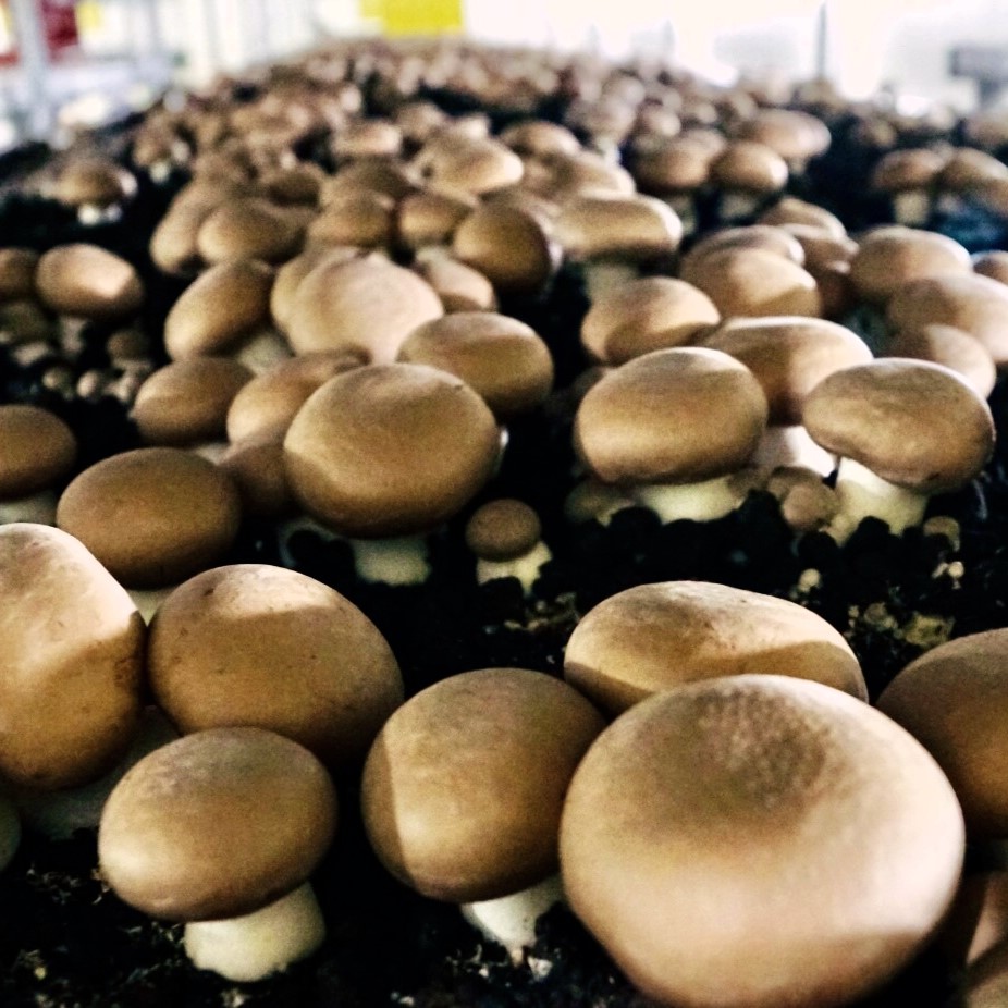 (ȸ ɸӽ ֽȸ)  밡 ̹ 1,2kg  1