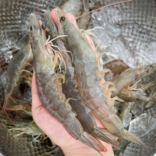 [Ǫٴ] Ȱ(ٸ) 500g/1kg/2kg