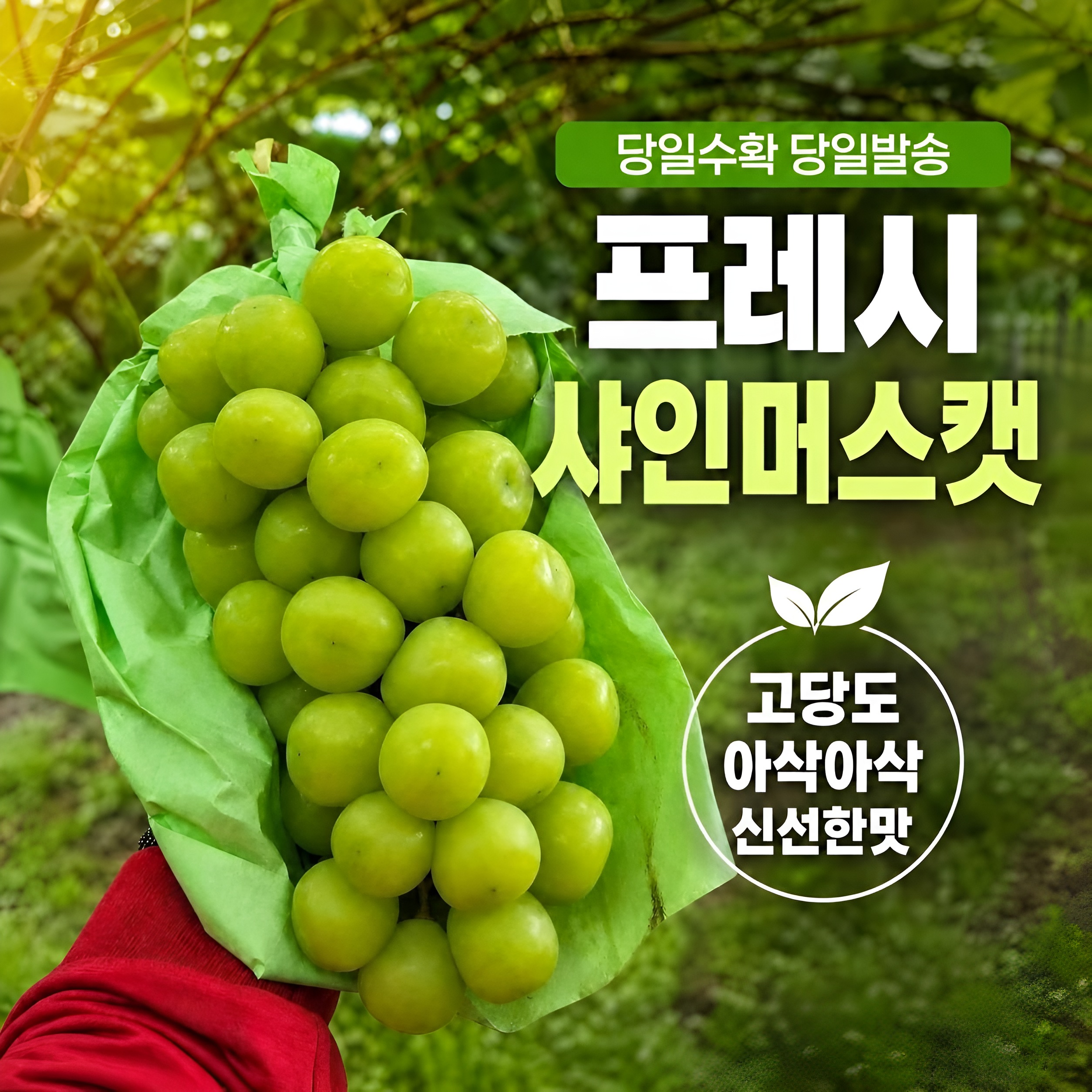 (26년 추석)(근육포도) 당도보장 샤인머스켓 (2kg/4kg)