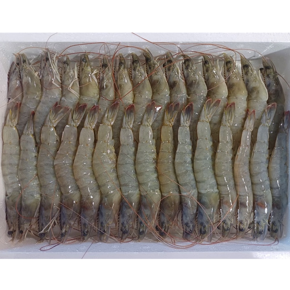 (26년 추석)(태광냉동(주)) 왕새우(국내 양식, 크기별 옵션 선택)