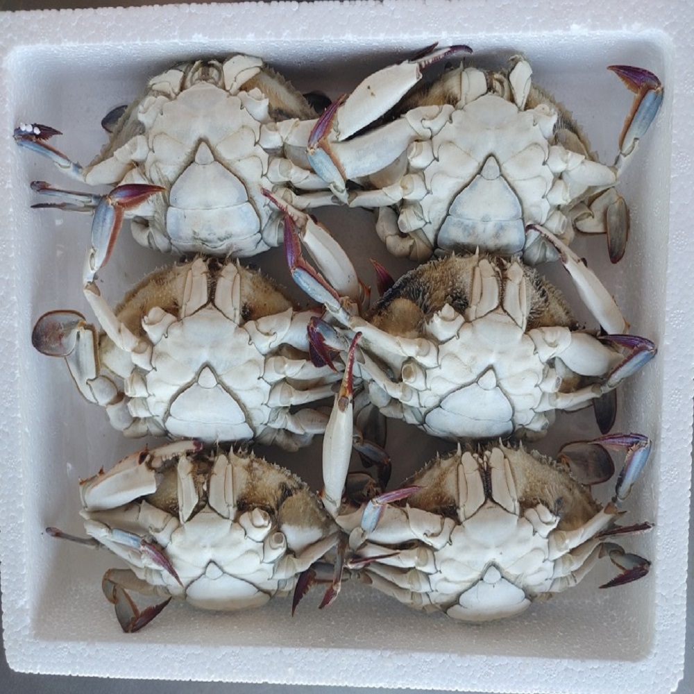 (26�� ��)(�±��õ�(��)) �˹��ϲɰ� (����ȹ)