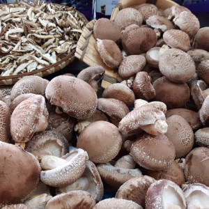 [은산줄기농원]GAP 원목 생 표고버섯 1kg