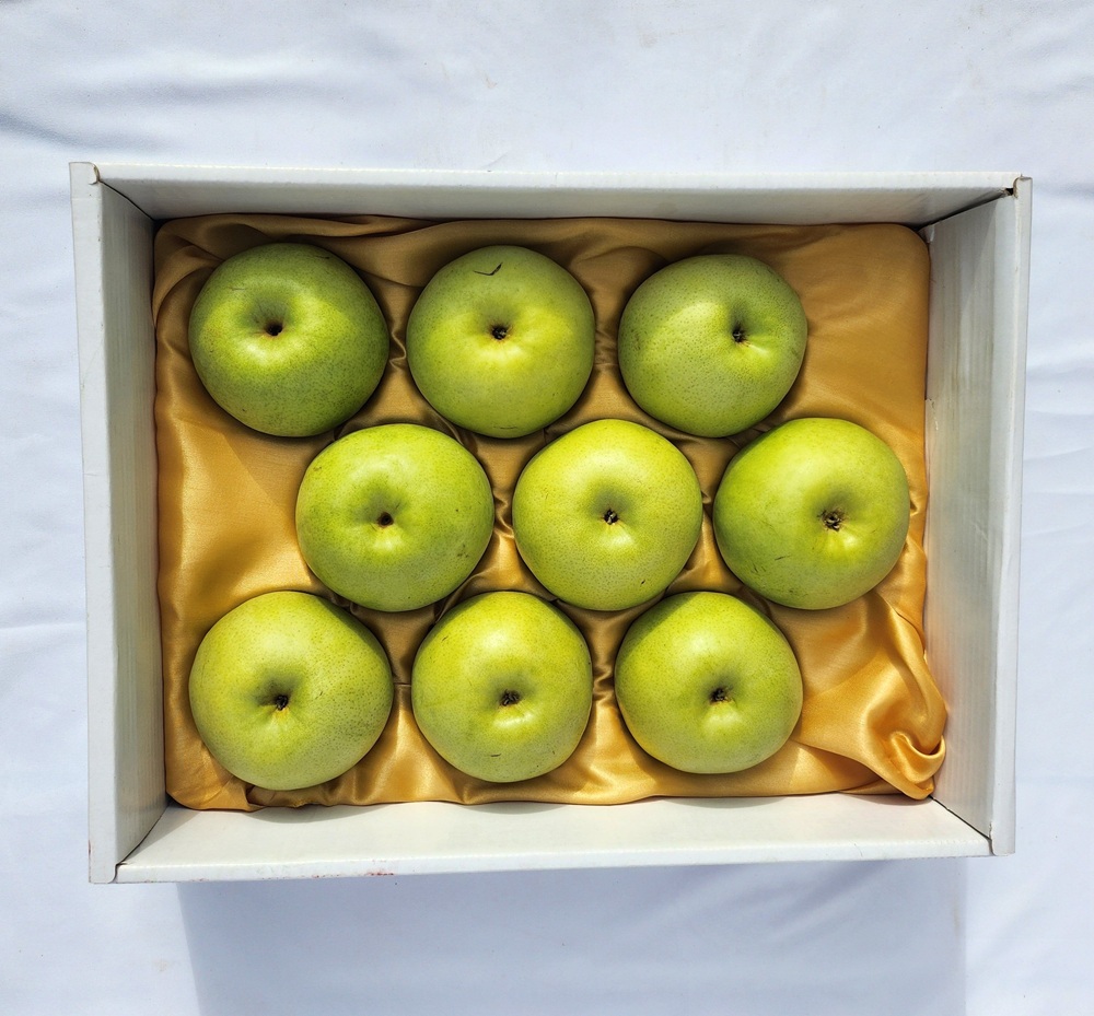 (배짱이네)초록빛 청량함 그린시스 배 4.5kg 