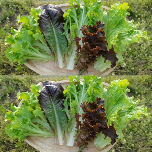 ()ä 800g/ 800g
