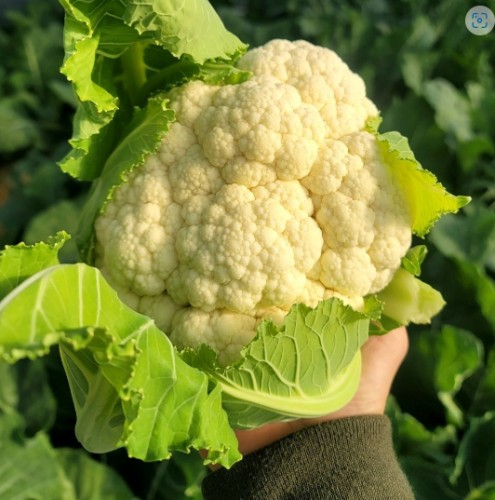 (̷)  ģȯ  ݸö 1kg~6kg 