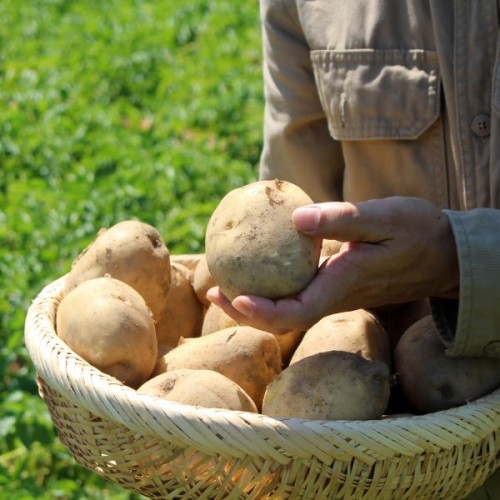 ( Ȳ䰨)2025 ް  Ȳι鰨 5kg ( / Ư / Ư / տ)			