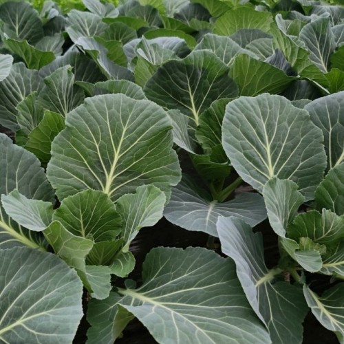 (���߿�����)����Ʈ�� ����� ���ӻ�����ä��1kg