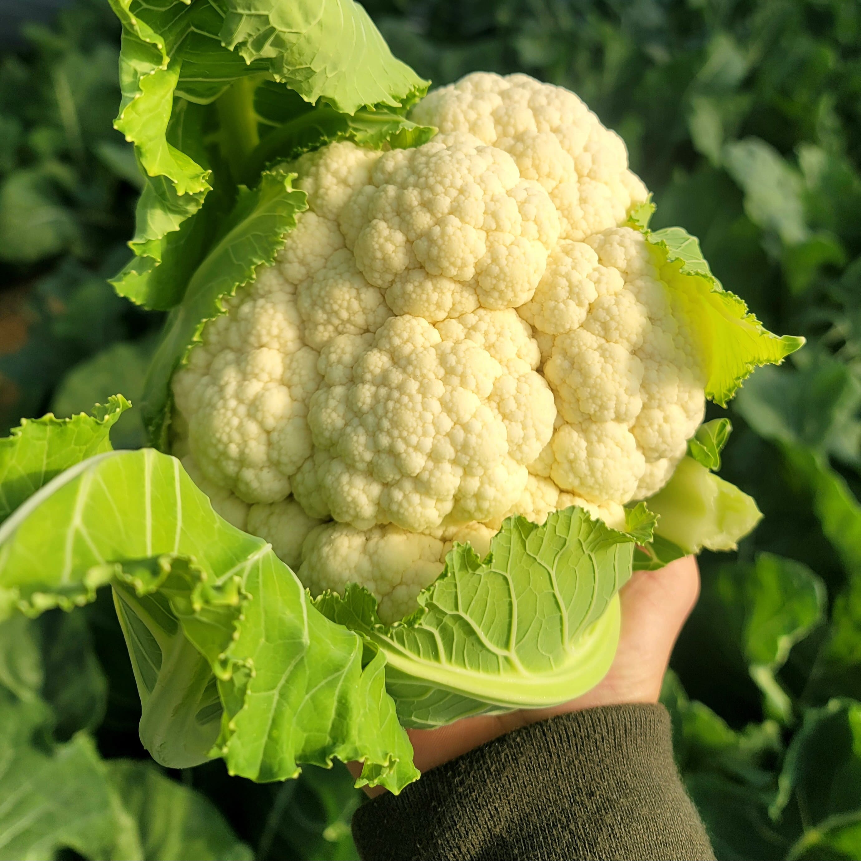 (¹Ì·¡³óÀå)³óÀåÁ÷¼Û ¹«³ó¾à ģȯ°æ »ý Äݸ®Çöó¿ö 2kg~4kg ¼±ÅÃ