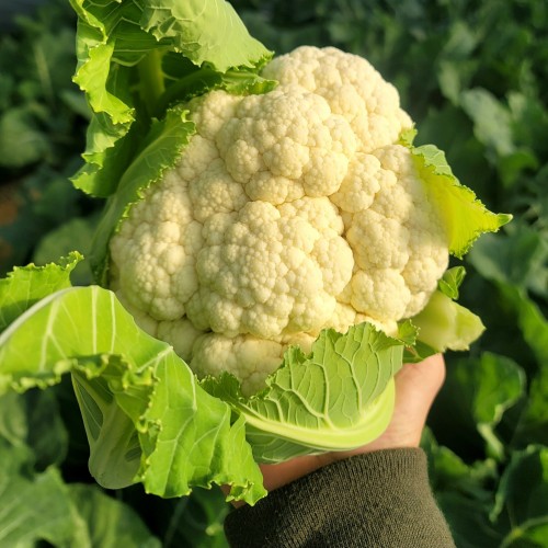 (�̷�����)�������� ����� ģȯ�� �� �ø��ö�� 2kg~4kg ����