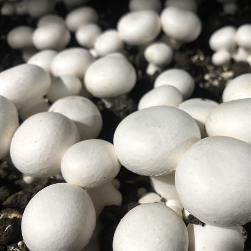 (���ȸ����� ���ɸӽ��� �ֽ�ȸ��)  ����̹�������2kg 3�� ��1