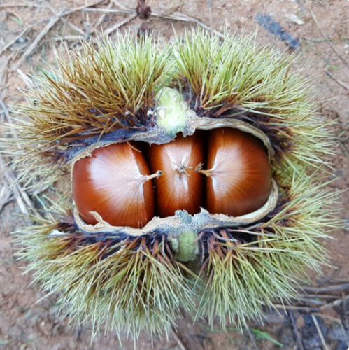 (�����˹���)2025�� �޹� ���� �˹� (��/Ư) 