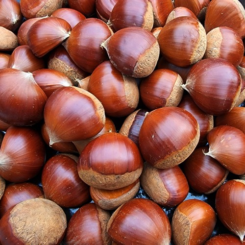 (아산율림영농조합법인)알밤 대/특 (1kg,2kg,4kg)