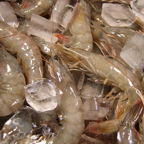 (û¾Ƚǰ)  ջ 1kg(35 /޳)