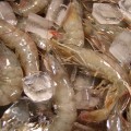 (û¾Ƚǰ)  ջ 1kg(35 /޳)