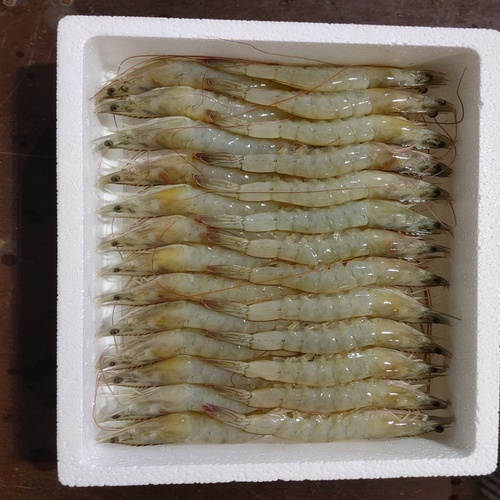 (±õ())޼ӵ ջ() 1kg~2kg (ũ⺰ / ɼǼ)