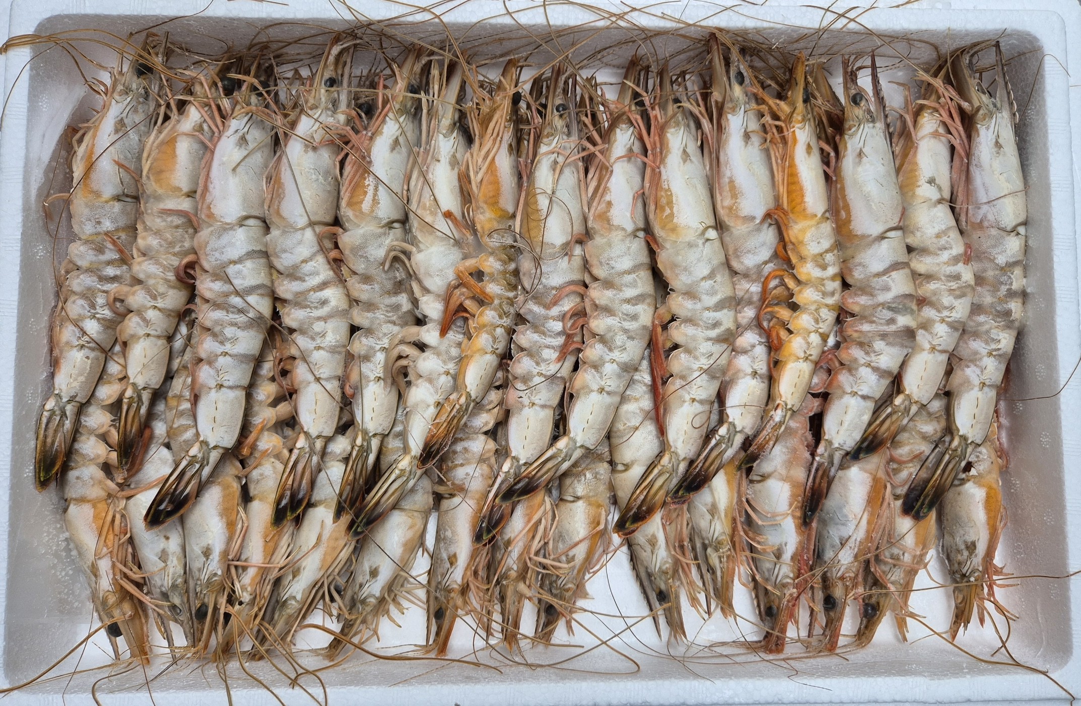 (재성수산)[청정태안] 직접 조업한 자연산 대하(45미, 2kg 전후)