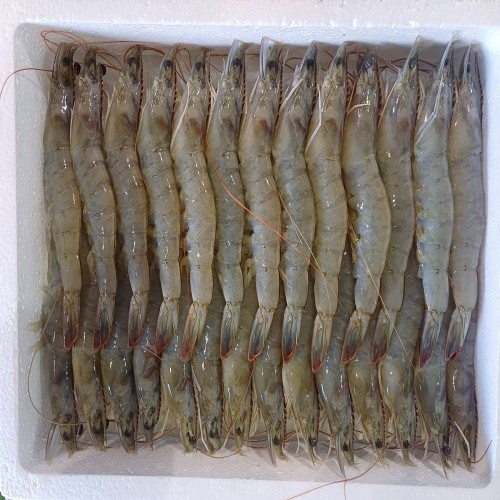 (26�� ��)(�±��õ�(��)) �޼ӵ��� �ջ��� 1~2kg (ũ�� �� �ɼǼ���)