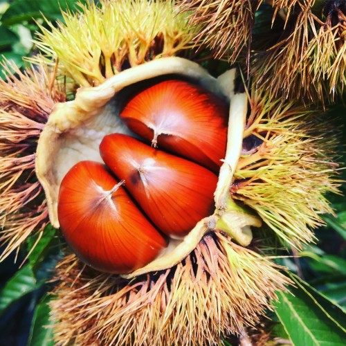 (25 ߼)(˹) ȿ Ư/ (4kg,8kg)(9/25   )