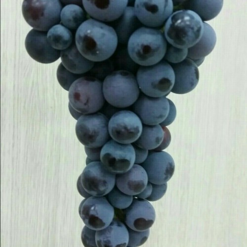 (25³â Ãß¼®)(¹Ù¿ì¶ß¶ô) À¯±â³ó Âü¸Ó·çÆ÷µµ (2kg)