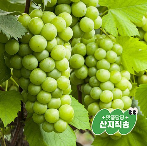 [ǳ  ]θӽĹ 2kg(4) (8 25  )