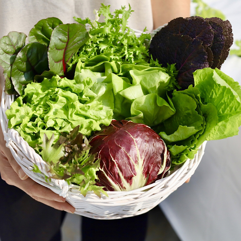 (ȸ ǮϿ콺)ģȯ Ǿ ä 1kg(7-8)(~5/30 )
